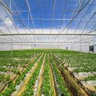 Frameless Panel Indoor Farming Dynamic Photovoltaic Greenhouse